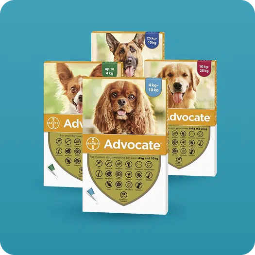 advocate spot-on for dogs philippines